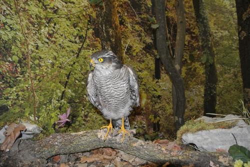 Diorama al Centro didattico naturalistico di Basovizza (Trieste) – 14/08/2015